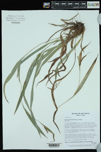 Carex glaucodea image