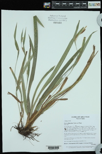 Carex glaucodea image