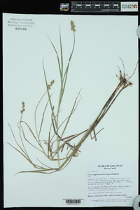 Carex tribuloides var. sangamonensis image