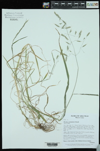 Bromus commutatus image