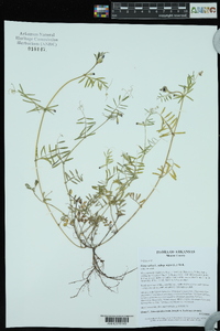 Vicia sativa subsp. nigra image