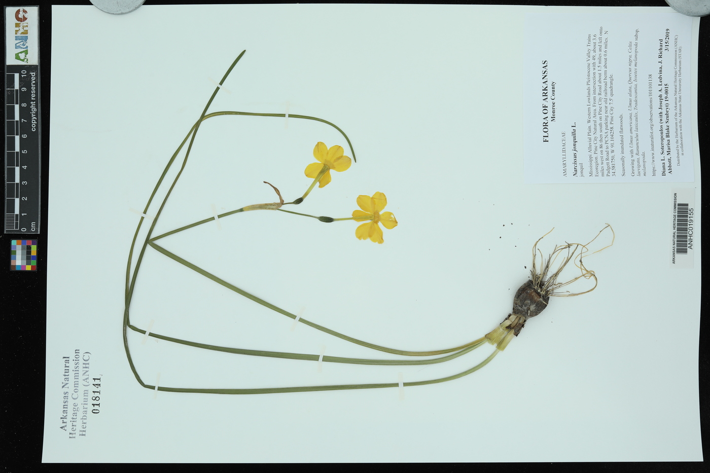 Narcissus jonquilla image