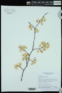 Prunus mexicana image