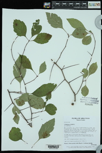 Crataegus viridis image