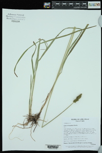 Carex triangularis image