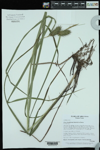 Carex lupuliformis image