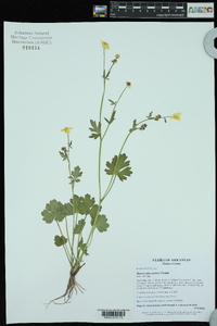 Ranunculus sardous image