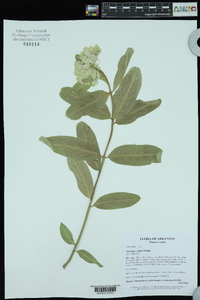 Asclepias viridis image