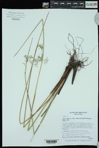 Juncus effusus var. solutus image