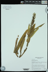 Habenaria repens image