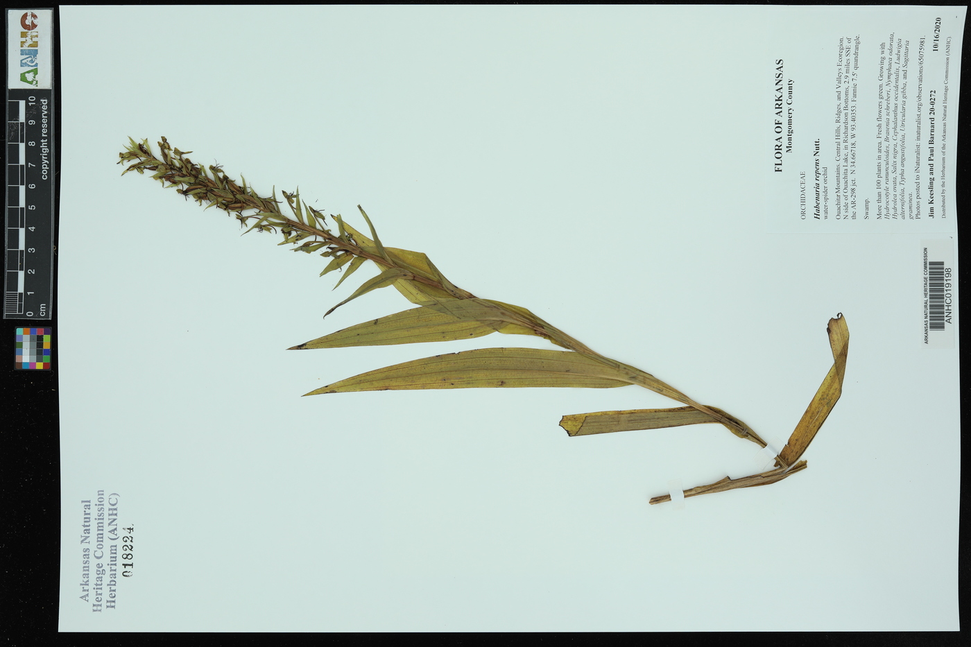 Habenaria repens image
