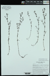 Galium obtusum image