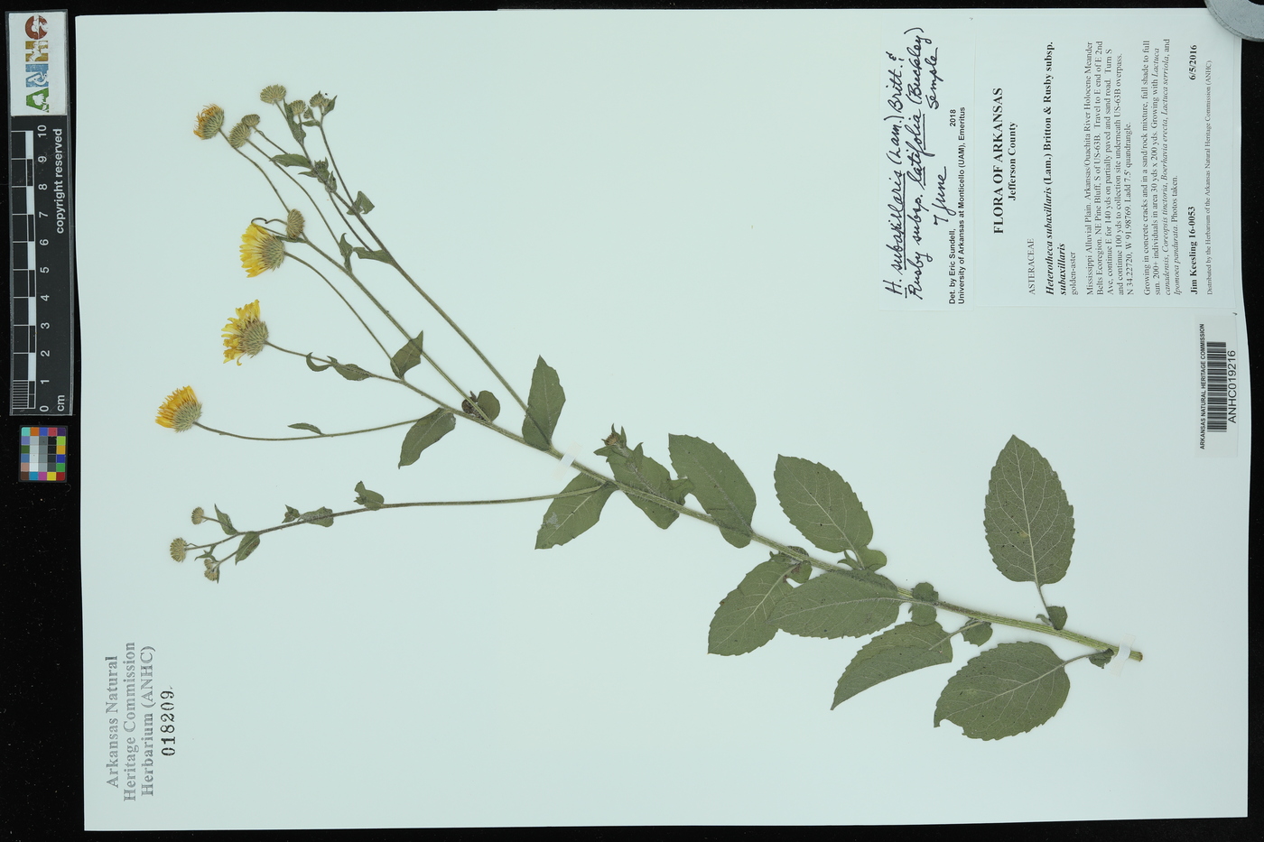 Heterotheca subaxillaris subsp. latifolia image