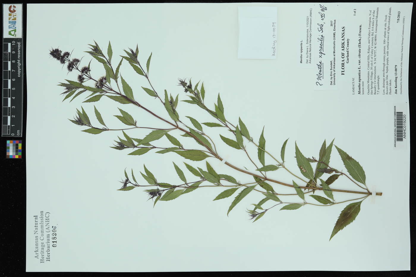 Mentha ×piperita image