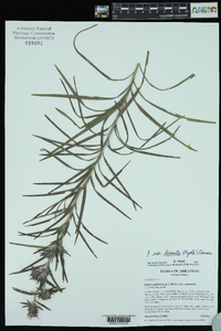 Liatris squarrosa var. hirsuta image