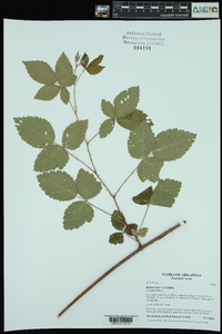 Rubus ictus image