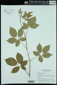 Rubus ictus image