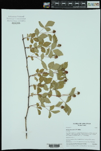Rubus leviculus image
