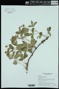 Rubus deamii image
