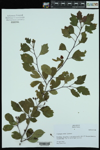 Crataegus viridis image