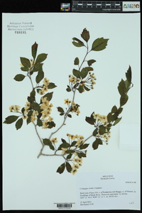 Crataegus viridis image