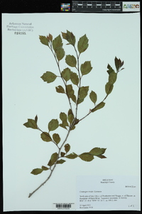 Crataegus viridis image