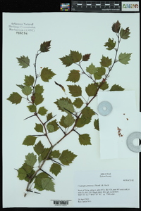 Crataegus pruinosa image