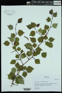 Crataegus pruinosa image