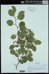 Crataegus viridis var. ovata image