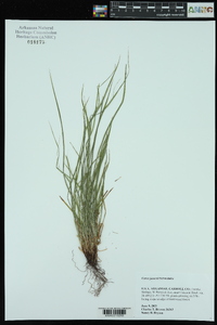 Carex jamesii image