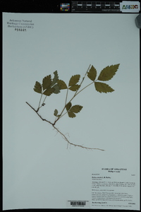 Rubus steelei image