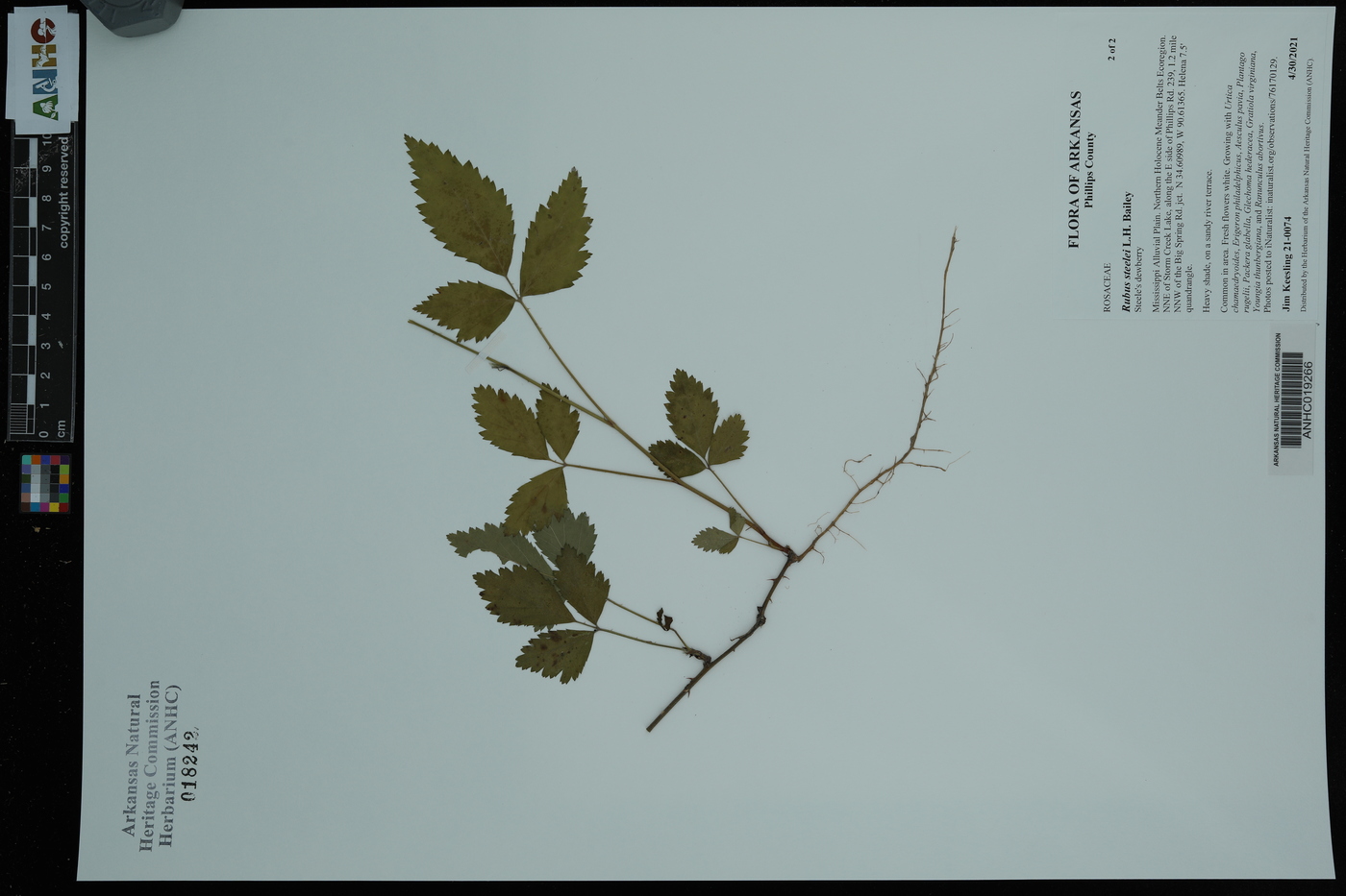 Rubus steelei image