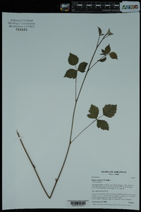 Rubus steelei image