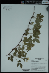 Rubus meracus image