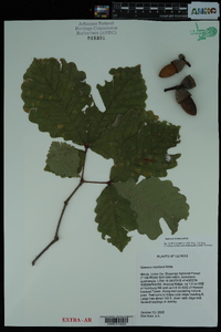 Quercus montana image