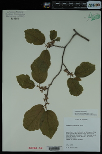 Hamamelis vernalis image