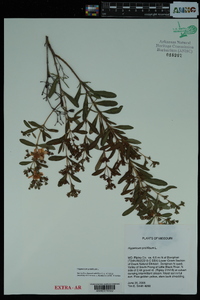 Hypericum prolificum image