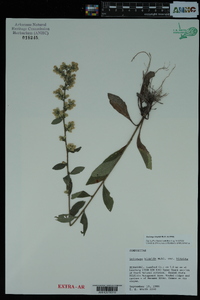 Solidago hispida image