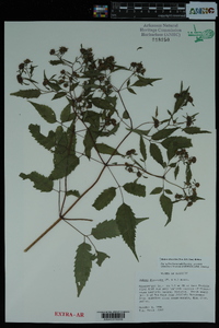 Bidens discoidea image