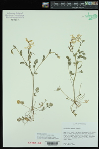 Corydalis aurea image