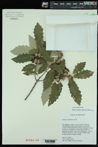 Quercus prinoides image