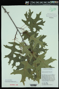 Quercus palustris image