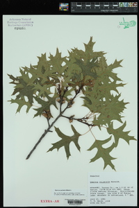 Quercus palustris image