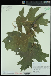 Quercus shumardii image