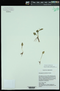 Ophioglossum petiolatum image