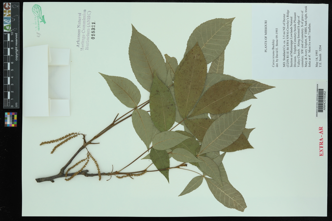 Carya texana image