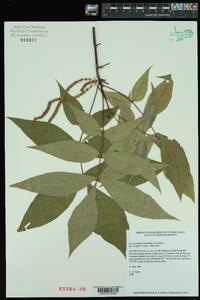 Carya pallida image