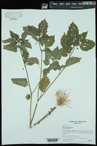 Physalis angulata image