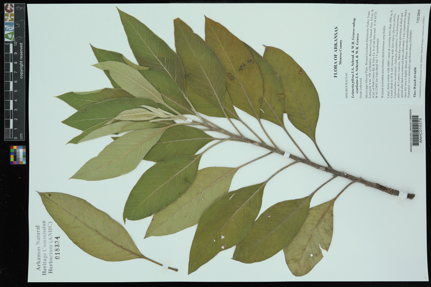Leitneria pilosa image