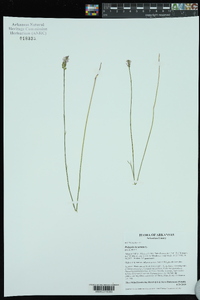 Polygala incarnata image